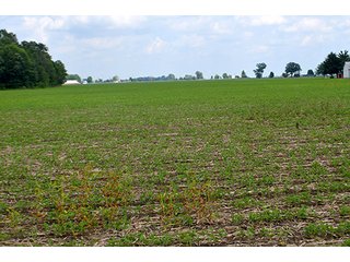 Property photo 154 - LAND AUCTION - 700+/- ACRES OFFERED IN 16 TRACTS IN ALLEN COUNTY, INDIANA